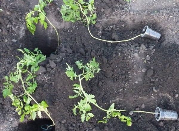  자란 토마토 묘목을 심는 방법